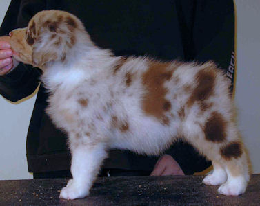 Red Merle female #2, headshot.